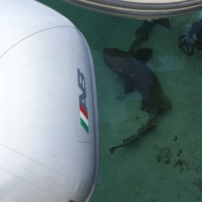 Black Point Dock Pets